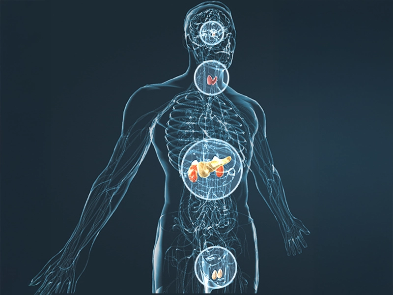HorseFil formula benefit illustration